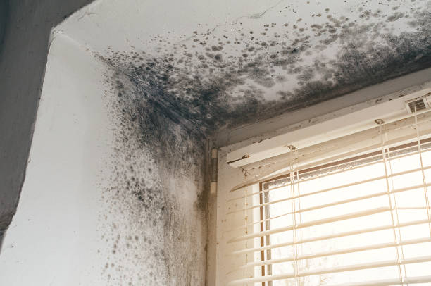 Affordable Mold Removal solutions in Wycombe, PA