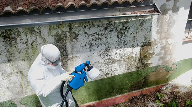 Top rated local Mold Removal specialists in Wycombe, PA